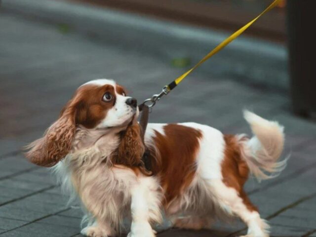 Quanto costa un educatore cinofilo a Milano? Guida ai costi dell’educazione del cane a domicilio