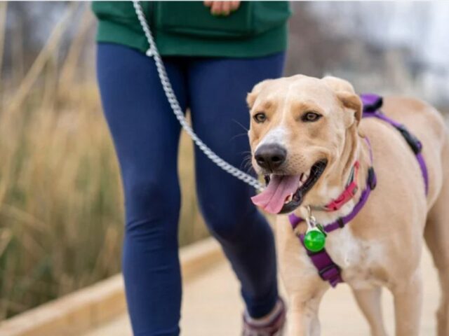 Educazione del cane a Milano: quando iniziare e perchè affidarsi a un professionista
