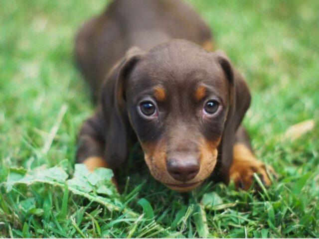 Educare il cucciolo a Milano: perchè iniziare presto fa la differenza